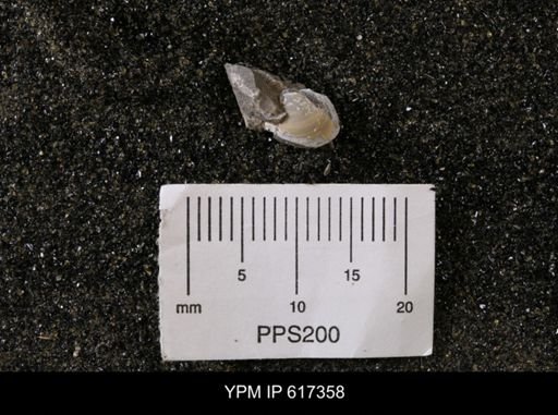 Protocardia subquadrata