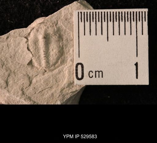 Trilobita