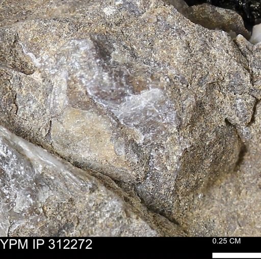 undet. Bivalvia