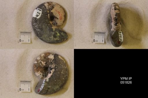 Hoploscaphites nicolletii