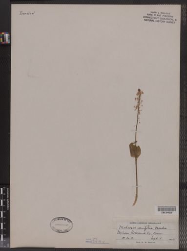 Malaxis unifolia