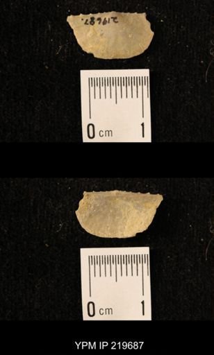 Chonetes granulifer