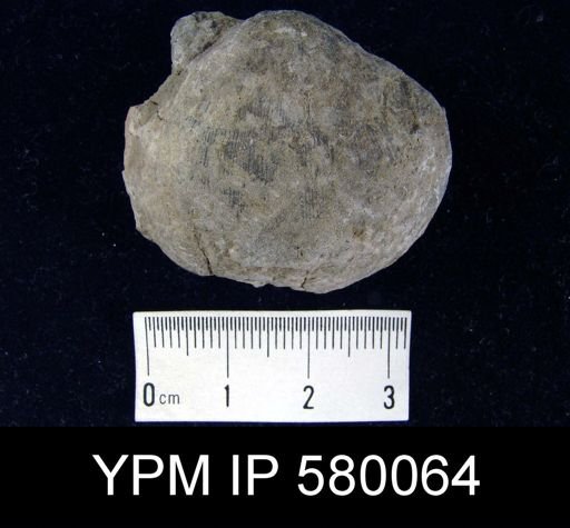 Schizophoria?