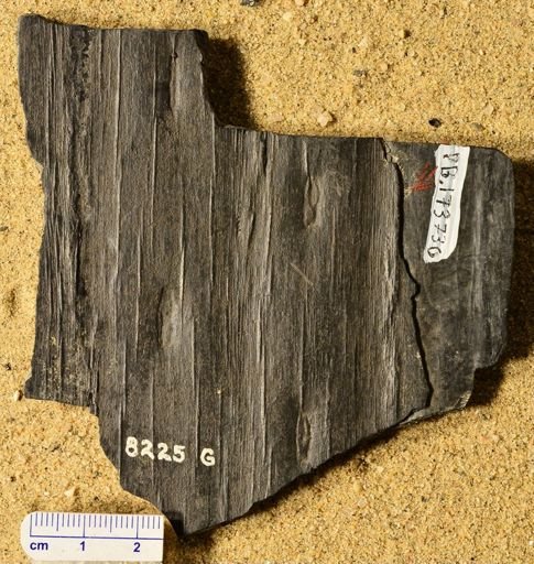 Sigillaria sp.