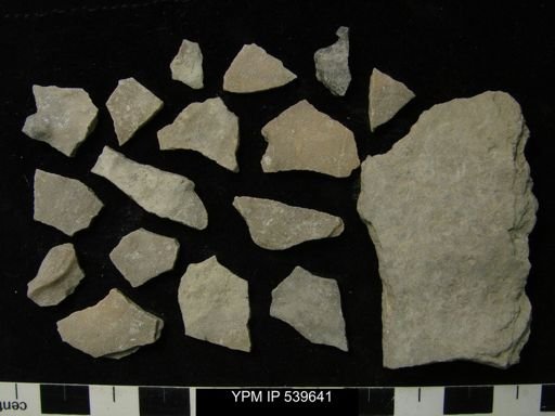 undet. Bryozoa