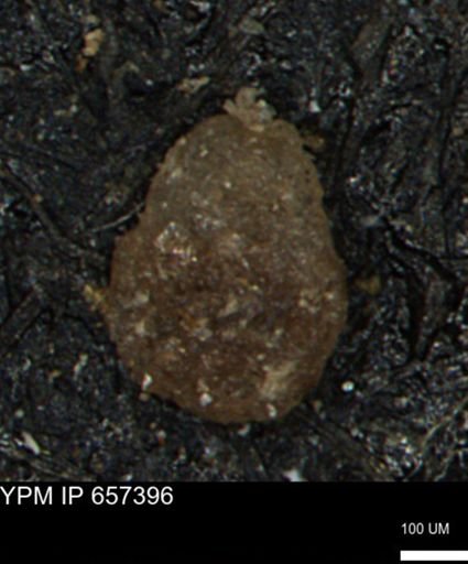 Ammobaculites euides