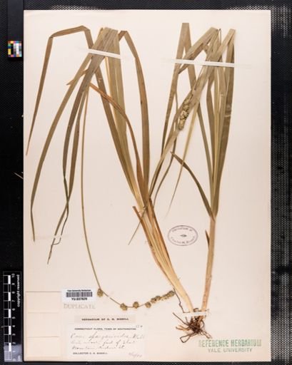 Carex sparganioides