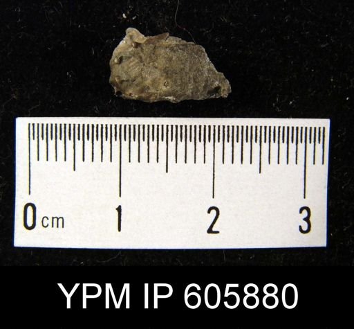 Marginifera haydenensis
