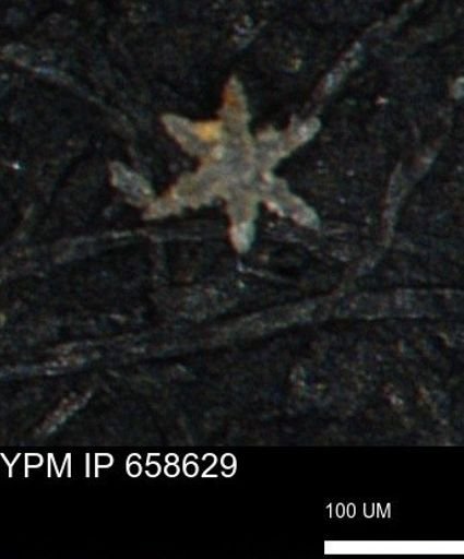 undet. Porifera