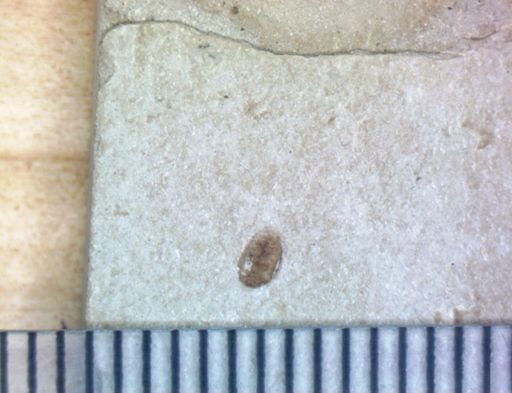Coleoptera?