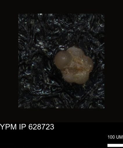 undet. Foraminiferida