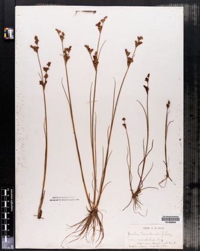 Juncus canadensis