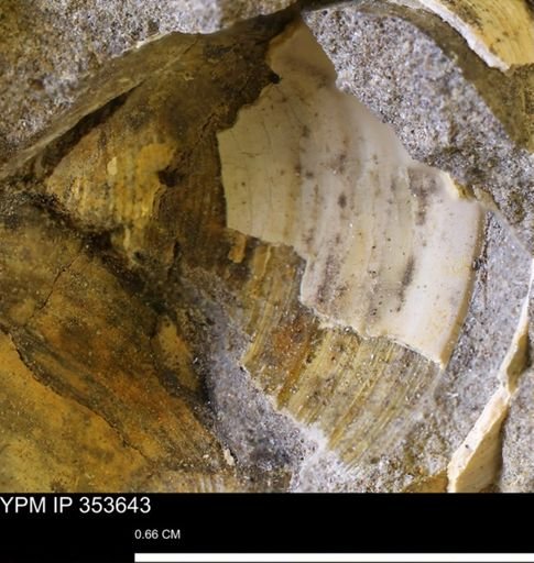 Limopsis striatopunctatus