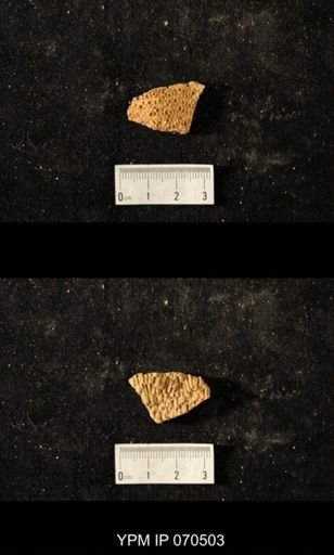 Favosites louisvillensis