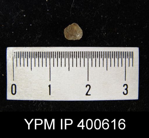 Ambocoelia sp.