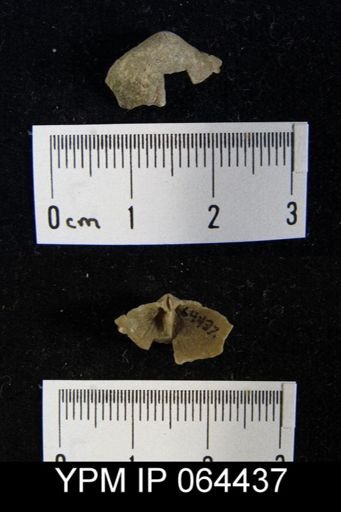 Sieberella roemeri