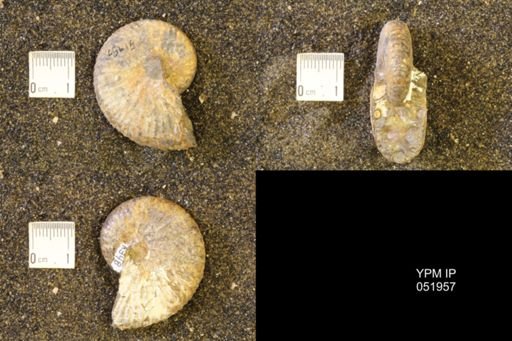 Hoploscaphites comprimus