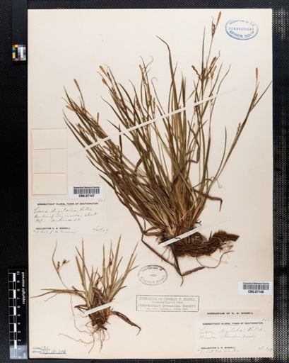 Carex digitalis