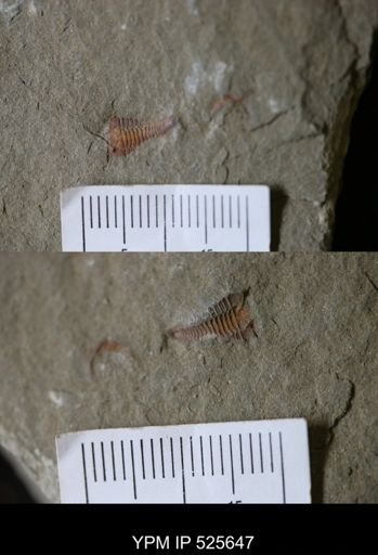 undet. Calymenidae