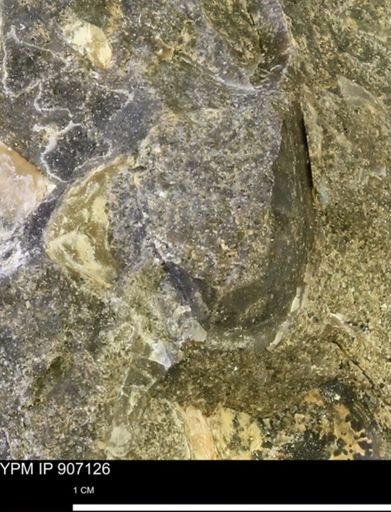 undet. Mollusca