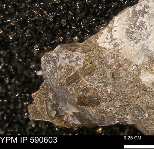 undet. Bivalvia
