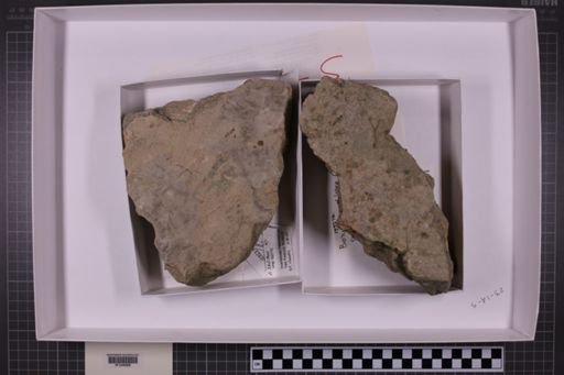 mixed taxa, stratigraphic collection