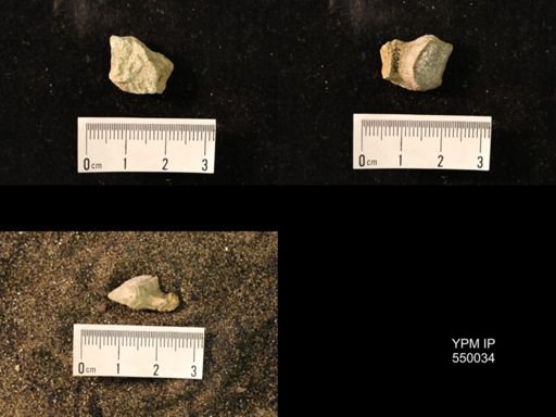 Marginifera