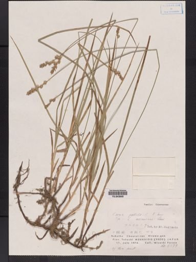 Carex