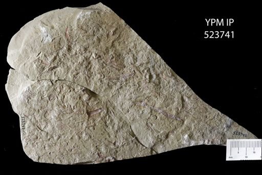 undet. Hyolithida