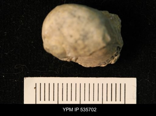 undet. Gastropoda
