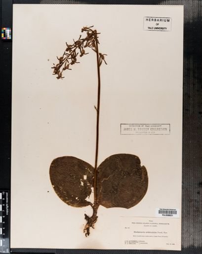 Habenaria orbiculata
