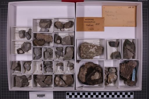mixed taxa, stratigraphic collection