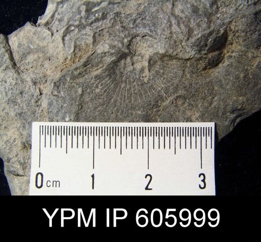Nervostrophia sp.