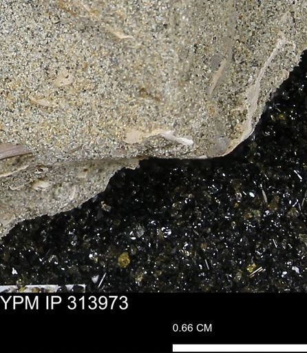 undet. Scaphopoda