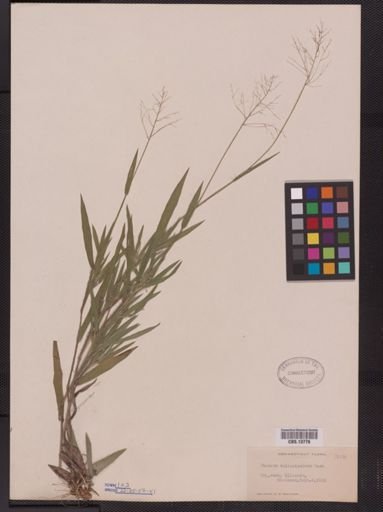 Panicum villosissimum
