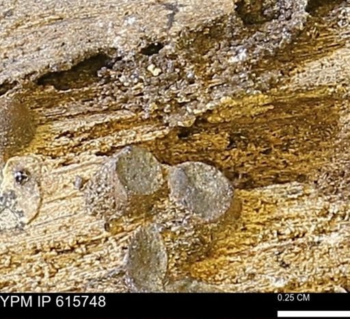 Teredo sp.