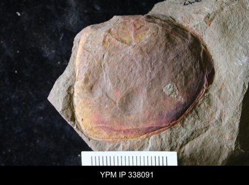 Tremaglaspis?