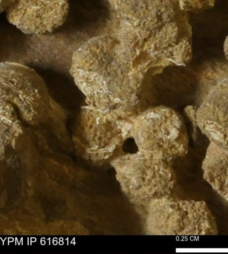 Teredo sp.