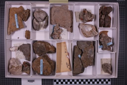 mixed taxa, stratigraphic collection