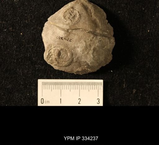 Agelacrinites cincinnatiensis