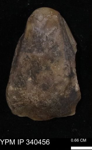 Ostrea glabra