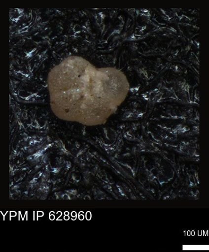 undet. Foraminiferida