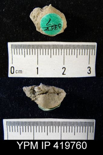 Productella hallana
