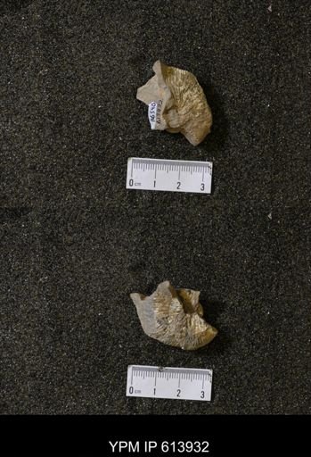 undet. Scaphitidae