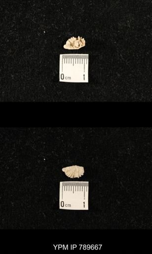 undet. Brachiopoda