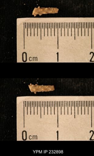 Archaeocidaris sp.