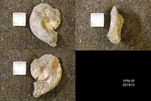 Hoploscaphites comprimus