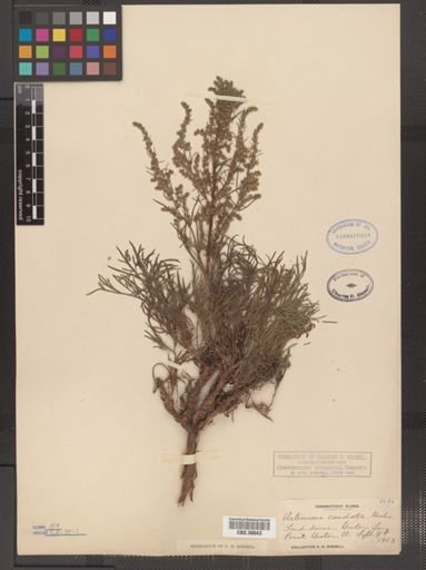 Artemisia caudata