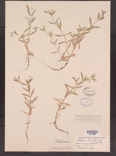 Stellaria calycantha