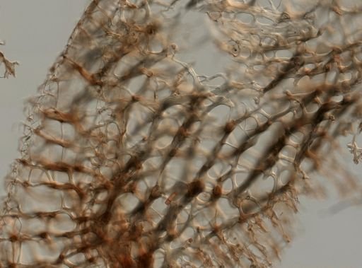 Callyspongia vaginalis